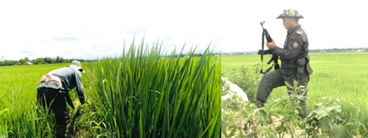 केंद्र ने मणिपुर के हिंसा प्रभावित किसानों को फसल मुआवजे के लिए 38.06 करोड़ रुपये मंजूर किए केंद्र ने मणिपुर के हिंसा प्रभावित किसानों को फसल मुआवजे के लिए 38.06 करोड़ रुपये मंजूर किए